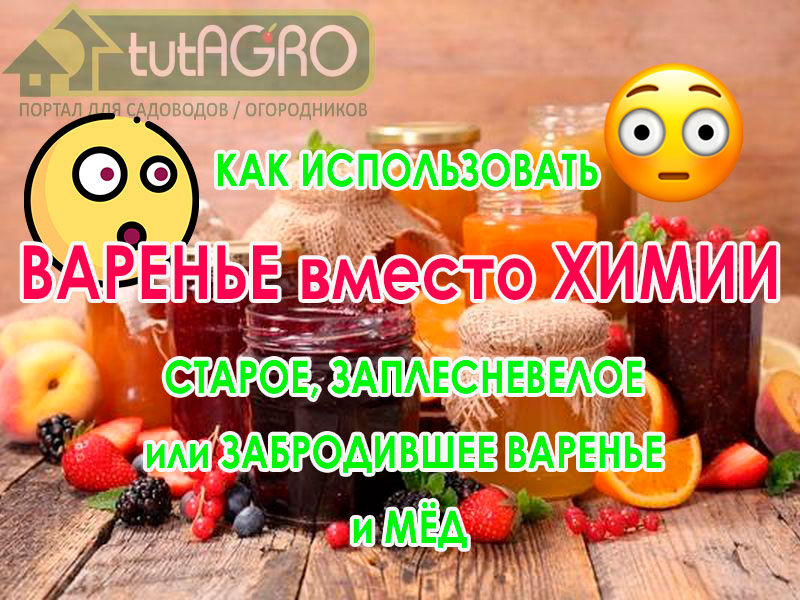 Варенье и мед - сахаристые продукты, но с совсем разными свойствами. Благодаря особому составу варенье можно использовать как.... средство защиты растений о болезней! Варенье вместо химии