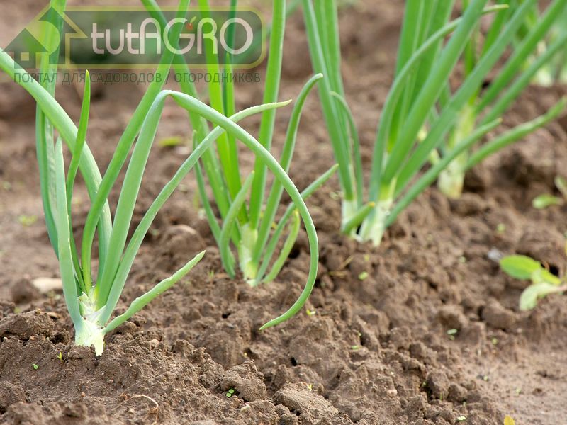 Горе луковое