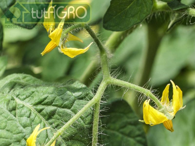 Советы начинающим томатоводам