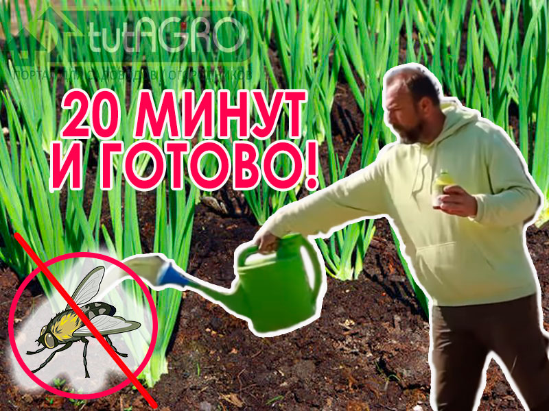 В видео я расскажу о способе использования жидкой серы, который поможет повысить урожайность лука. чеснока (и моркови) и избавить их от вредителей (даже нематоды), а еще и болезней). Cупер средство от луковой (и морковной) мухи, болезней и многих вредителей!