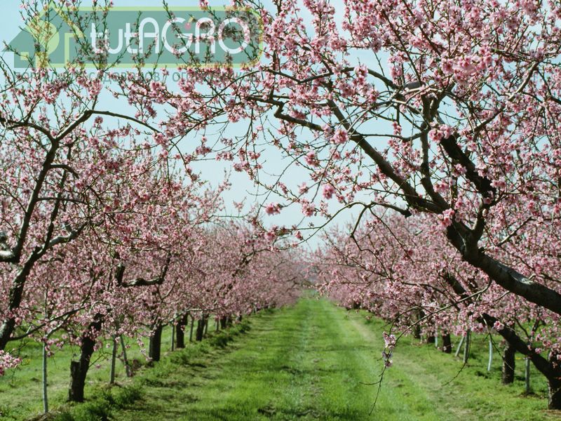 Здоровый сад - здоровый урожай!