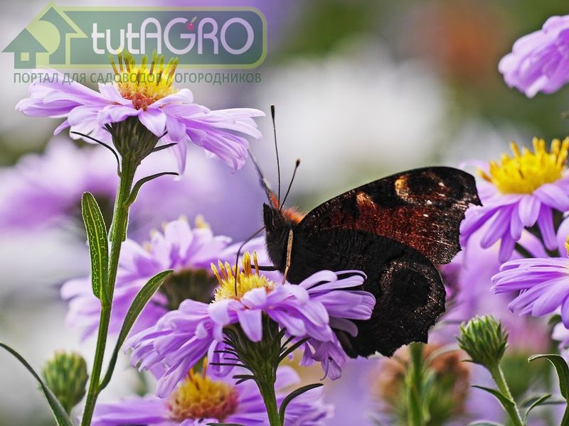 Как помочь звезде цветника? 