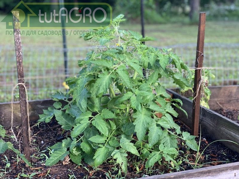 Секреты выращивания томатов в открытом грунте