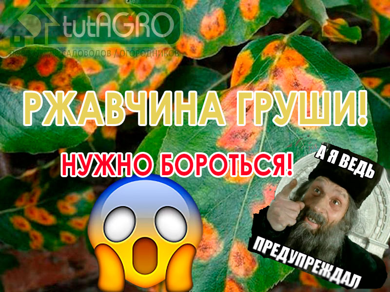 Листва на груше порыжела и начала раньше времени опадать, а на обратной стороне листьев появились рожки-выросты. Дело плохо: дерево серьезно заболело. Его поразила ржавчина – опасное грибковое заболевание, которое не только снижает урожайность, но и угрожает самому растению. Проснулась самая опасная болезнь сада! Вот как с ней нужно бороться!