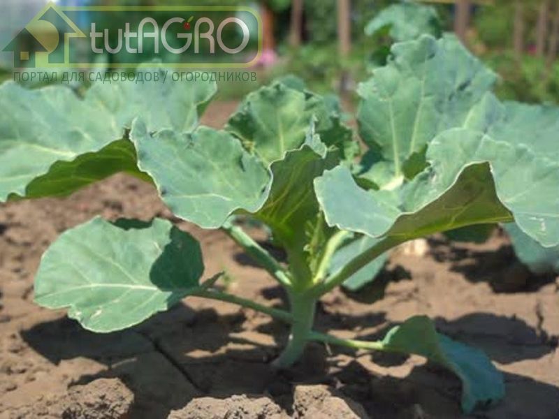 Эх, раскапустимся!