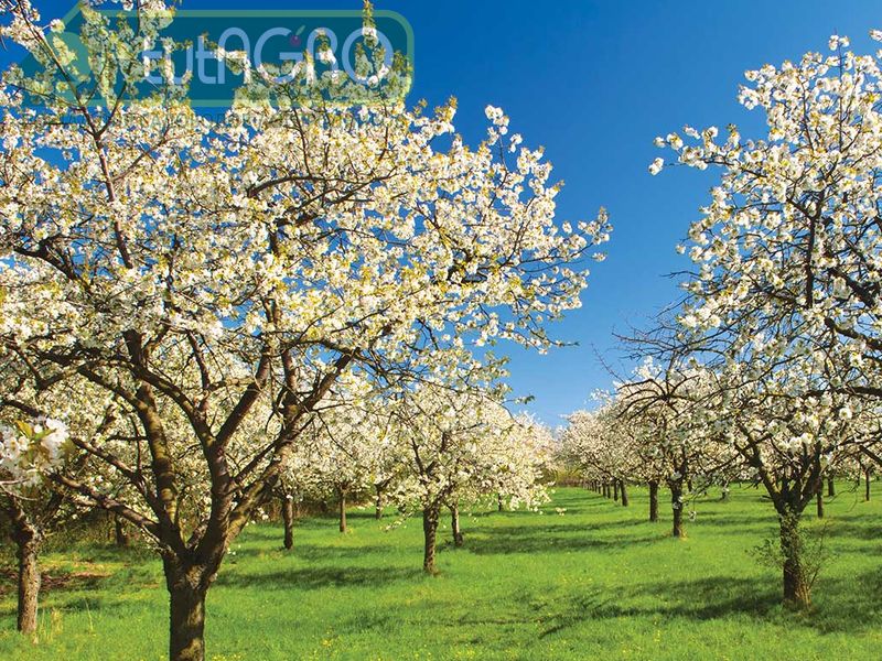 Всего ли хватает любимому саду?