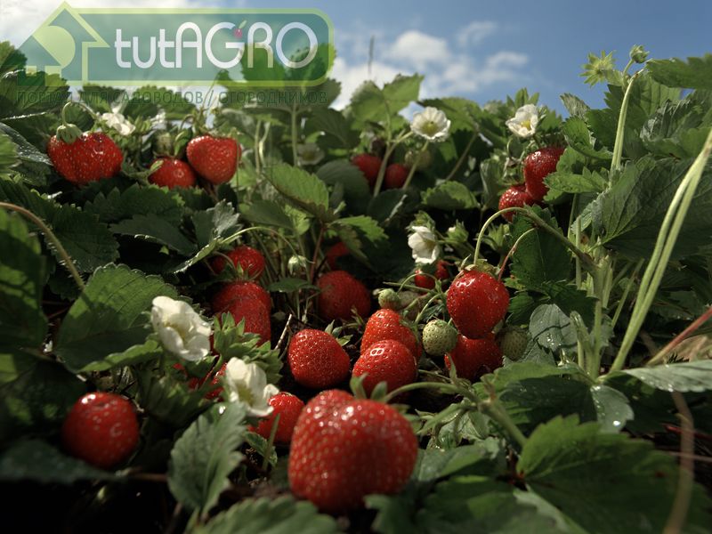 Защита земляники садовой от вредителей и болезней