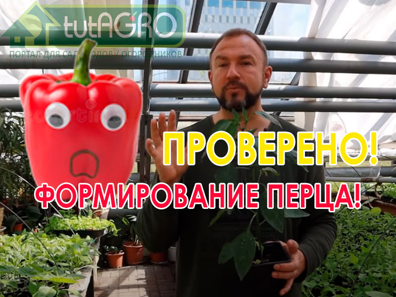 В этом видео я расскажу как правильно принять решение о первой операции по формированию перца - удалять или не удалять коронный (первый цветок). Удалять или нет? Никогда не удаляйте, пока не посмотрите это видео!
