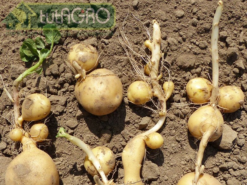 Картофельная аномалия 