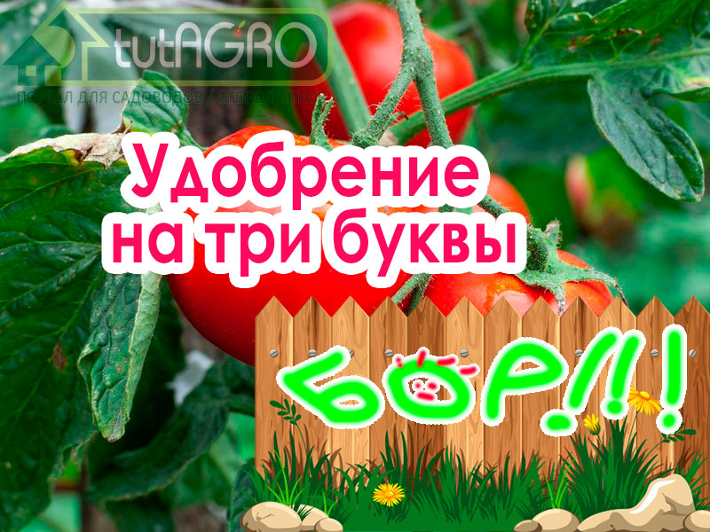 Входит, но не выходит! Эти слова совершенно справедливы для одной очень популярной подкормки. Если задать вопрос, какой микроэлемент в препаратах для листовой подкормки является самым популярным, то большинство ответит словом из трех букв. Это – «бор». А вы о чем подумали? Подкормка, которая может лишить урожая! Удобрение на три буквы!