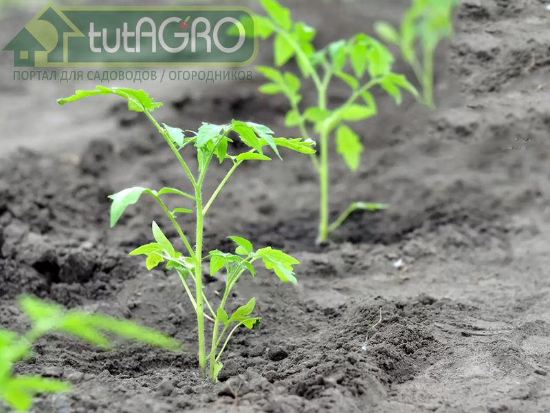 Как высаживать томаты в открытый грунт