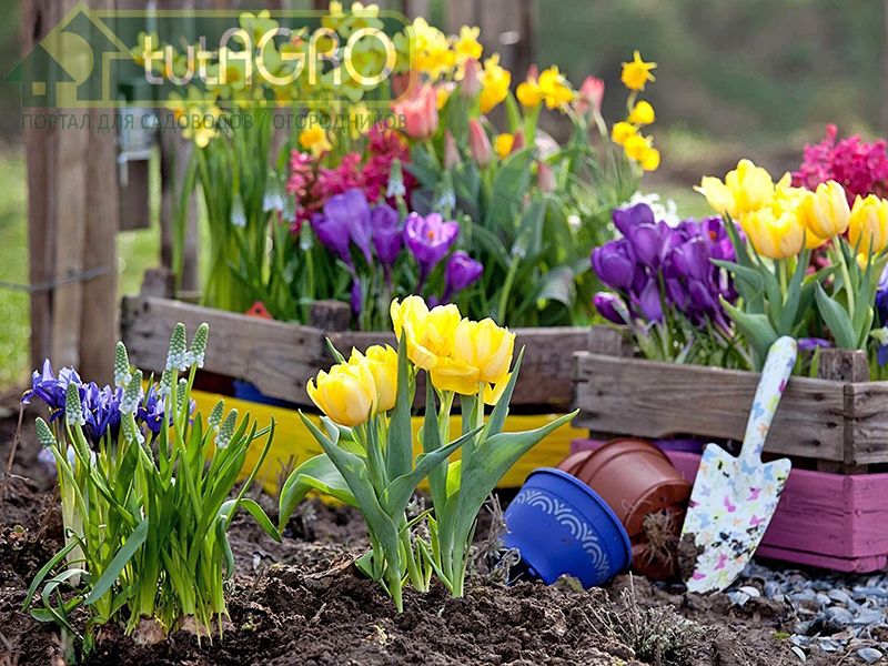 Тонкости ухода за луковичными