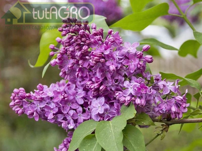 Лечебное средство из цветков сирени