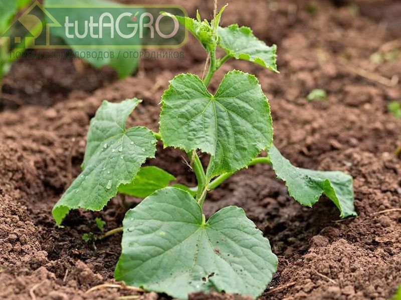 Как высаживать огурцы в открытый грунт