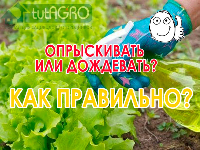 Если вместо опрыскиваний применить дождевание, то растения могут и сгореть. Как правильно сделать опрыскивания и дождевания смотрите в этом видео! Ни одно растение не сгорит, если поступить именно так!