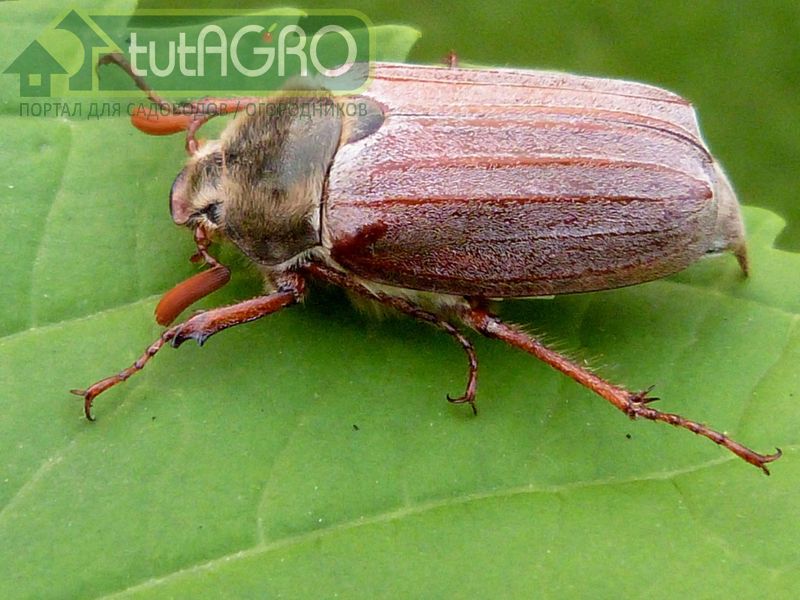 Майский жук - не из пугливых 