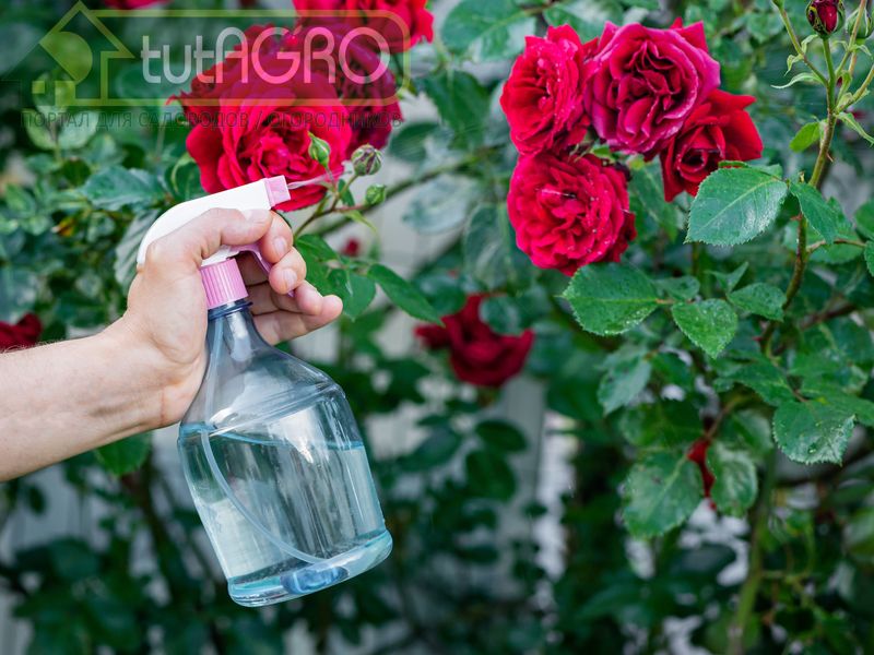 Прочь болезни и вредители!