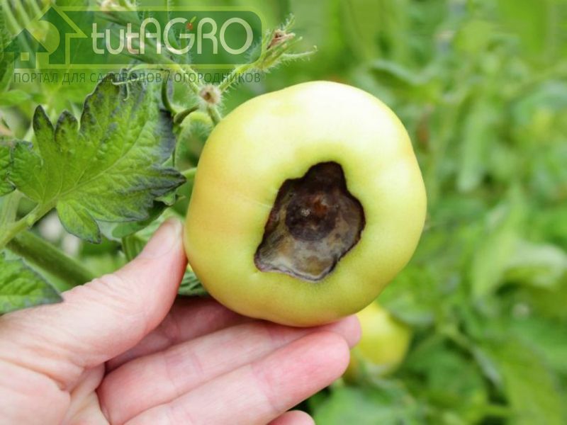 Профилактика болезней томатов