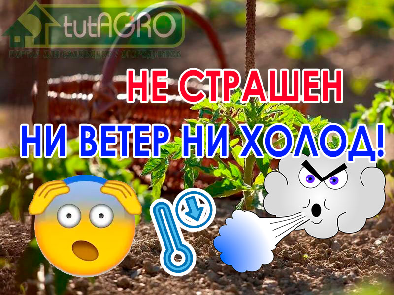 Ветер и холод - главные враги рассады и молодых растений, высаженных в открытый грунт. Для защиты растений от ветра и заморозков многие используют укрытие спанбондом или пленкой. Но для этого нужны дуги и сам укрывной материал. Кроме того, у таких укрытий довольно большая парусность и они сами нередко падают и становятся причиной гибели рассады. Рассада не сломается и не замерзнет! Очень простой способ защиты!