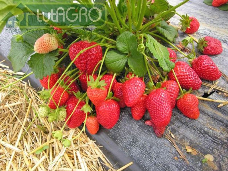 Как выбрать сорт земляники садовой