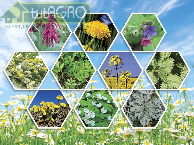 Как вредное становится полезным – съедобные сорняки 