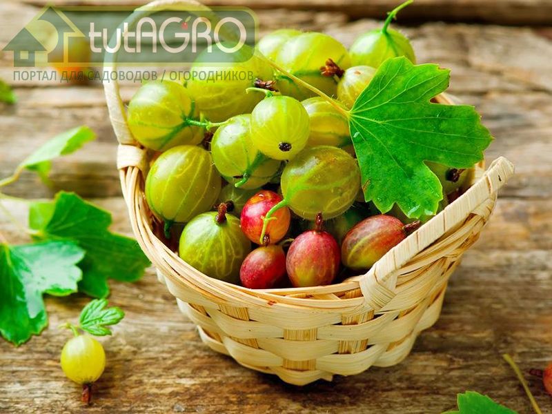 Как не лишиться урожая крыжовника? 