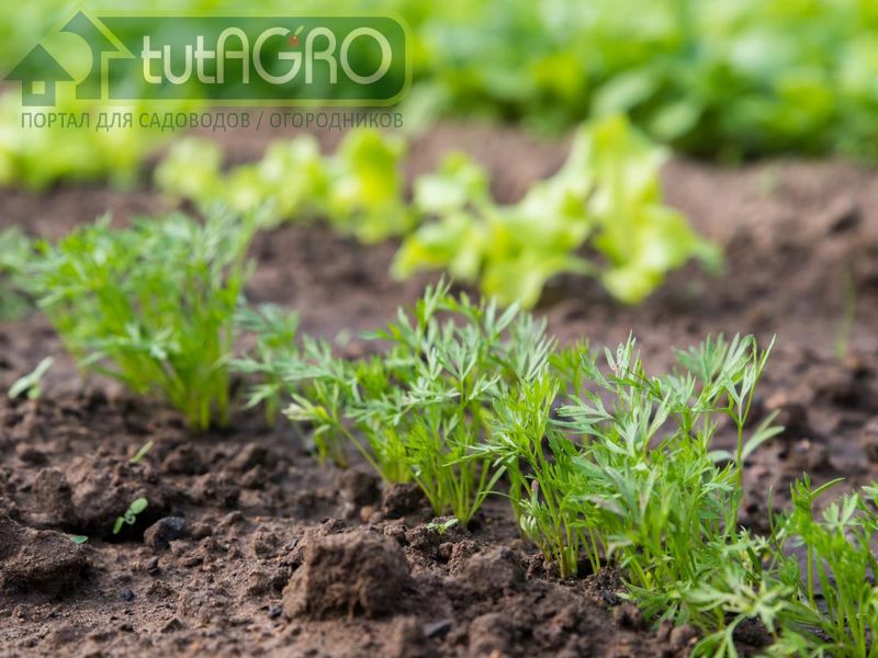 Морковный день - 1 июня