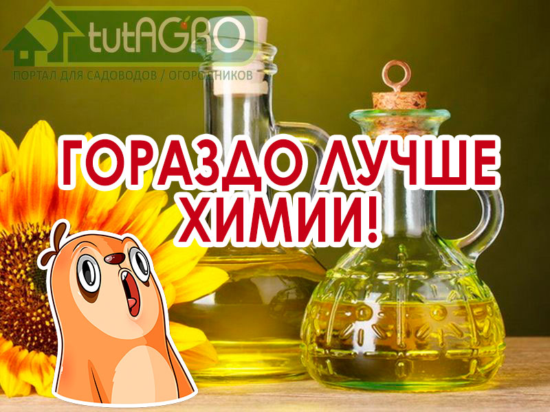 Если завалялось растительное масло, особенно льняное. Как использовать в саду и огороде растительное масло от тлей, клещей, мучнистой росы и других проблем? Как использовать масло в саду и огороде от болезней и вредителей?