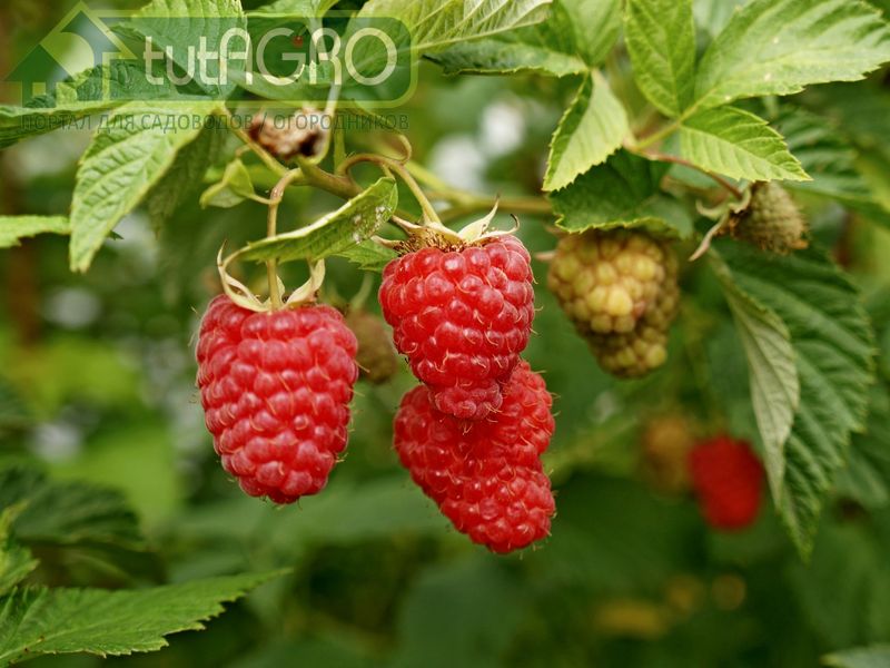 Защита малины от вредителей и болезней в весенне-летний период