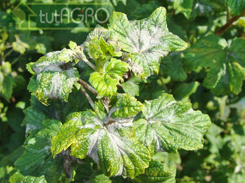 Черная смородина – защищаем и кормим