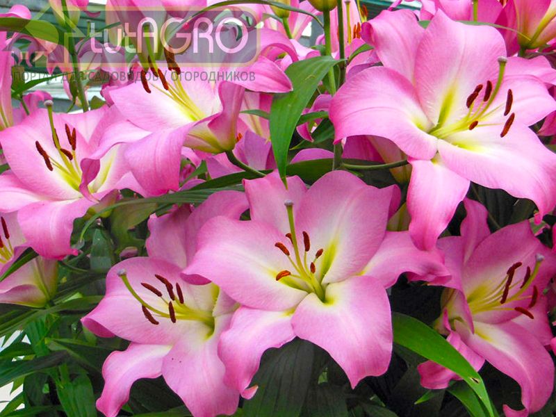 Лилии требуют внимания