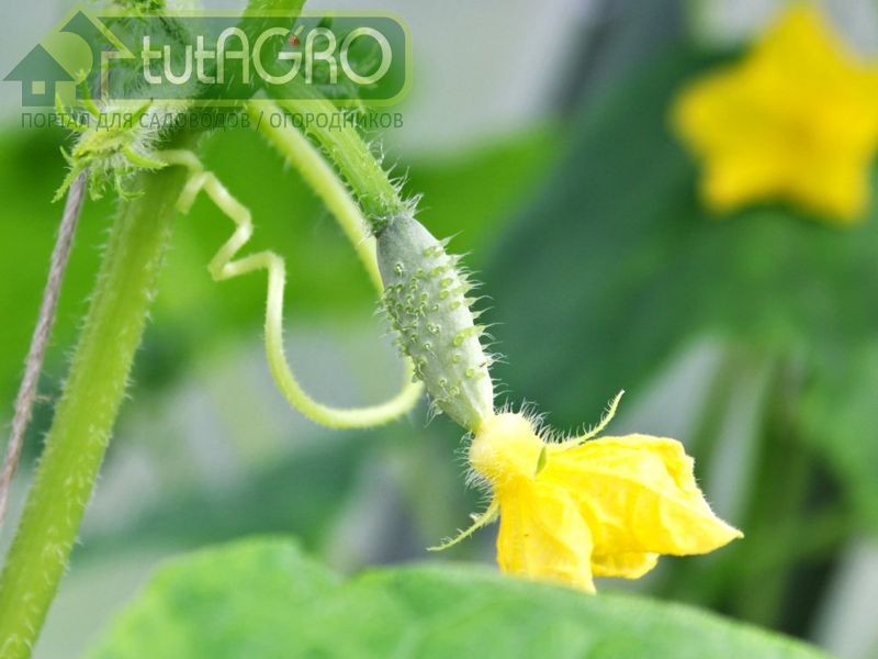 Огуречная проблема 