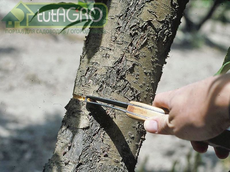 Приемы, ускоряющие плодоношение