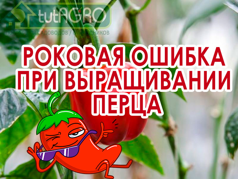 Хотя перец и томат относятся к одному семейству - пасленовые, требования к подкормкам у них все же разные. В этом видео я хочу рассказать вам о серьезной ошибке начинающих огородников при выращивании перца. Досадная ошибка подкормки перца и как ее исправить!
