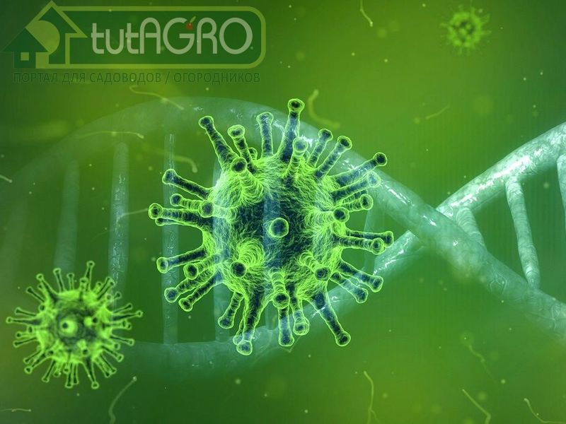 Вирусные заболевания растений: как лечить?