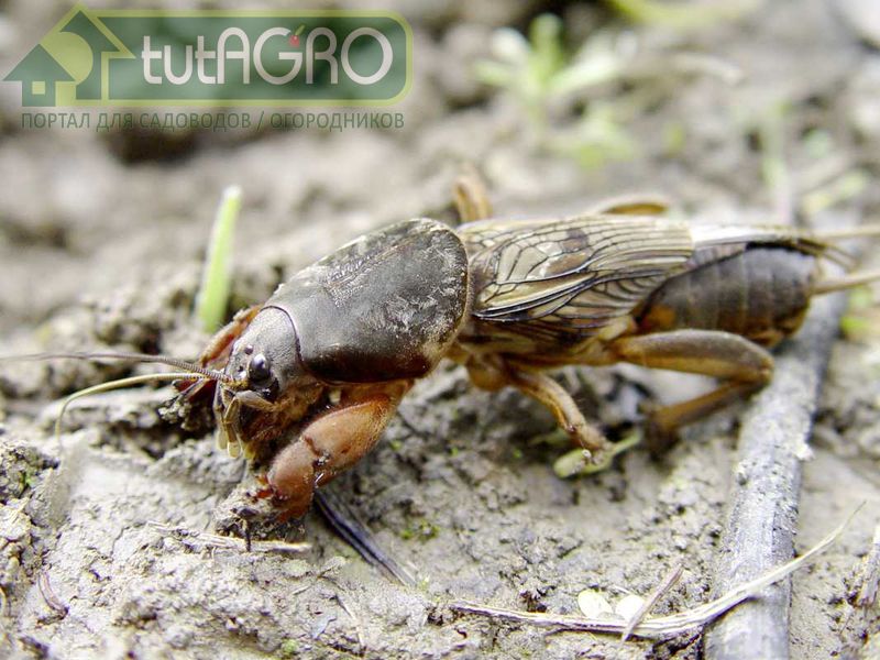 Каша для медведки