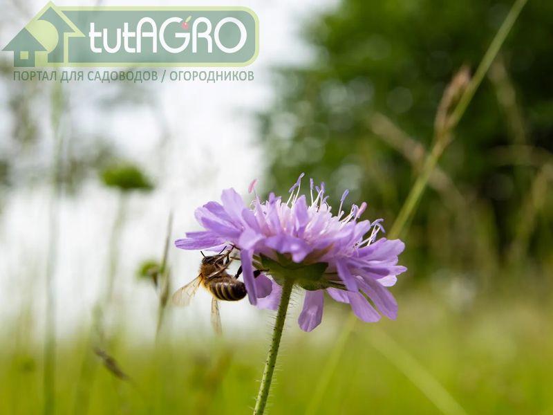 Календарь пчеловода: лето