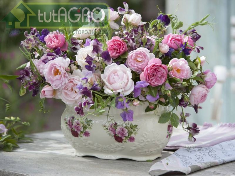 Лето в розарии: 4 правила для розовода