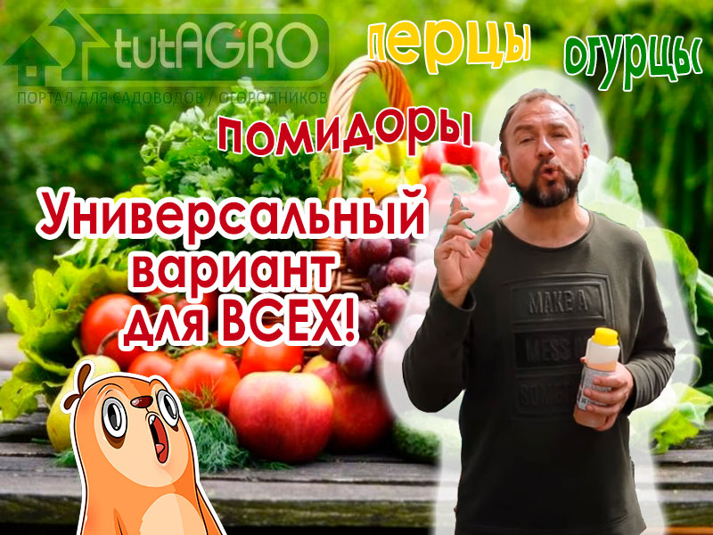 Фитофтороз, кладоспориоз, серая гниль, оливковая пятнистость, альтернариоз, мучнистая роса, бактериозы и прочите напасти - опасные ворюги урожая! В этом видео я предлагаю полную и доступную схему обработки многих тепличных и огородных растений. Самая полная и доступная схема обработки томата, перца и огурца от болезней