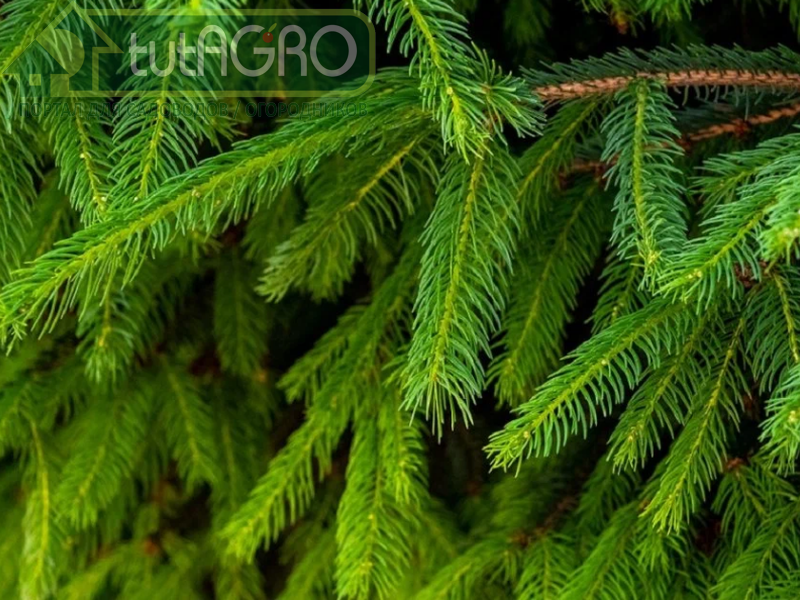 Хвойная бродиловка - гораздо больше, чем вы ожидаете от этого удобрения!