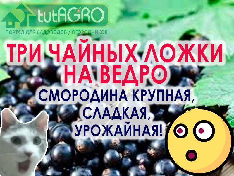 В этом видео я расскажу чем подкормить смородину, крыжовник и землянику, а также можно подкормить яблони, груши и другие плодовые и ягодные растения после цветения в период налива плодов и ягод, чтобы получить большой урожай смородины и других растений из года в год. Подкормка смородины на налив