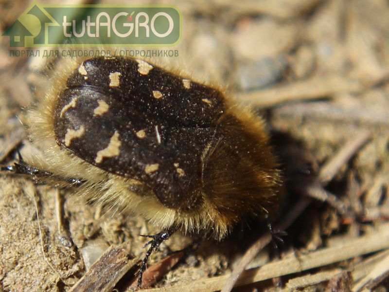 Бронзовки и другие пожиратели урожая