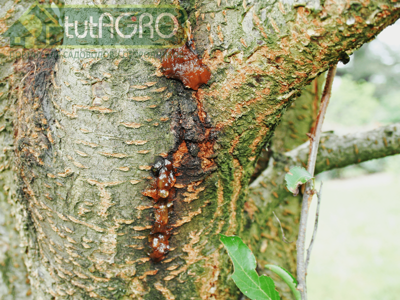 Защитим сливы вместе