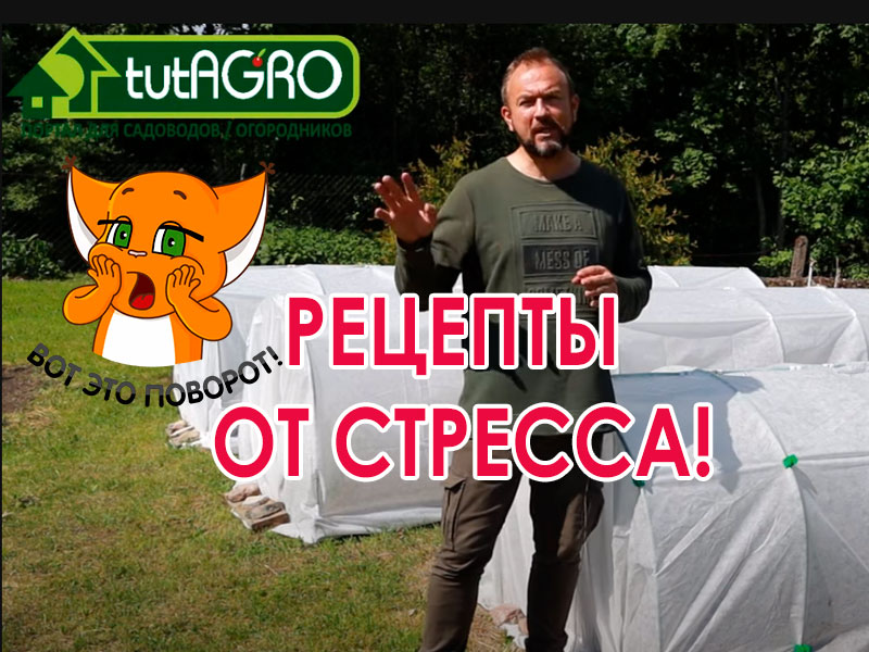 Переменчивая погода: то жара, то холод, то засуха, то ливень, а то и сильный ветер, град или возвратный заморозок. Результат: растения повреждены, остановились в росте, увядают, сбрасывают бутоны, цветки и завязи, листья крутит, плоды гниют... Не страшны ни холод, ни жара, ни бури! Томаты, перцы и огурцы - в полном порядке!