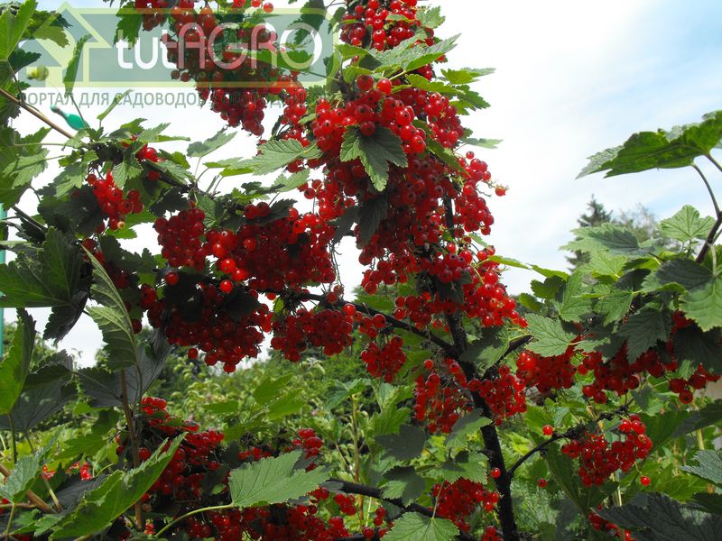 Чем обработать смородину от опасного вредителя?