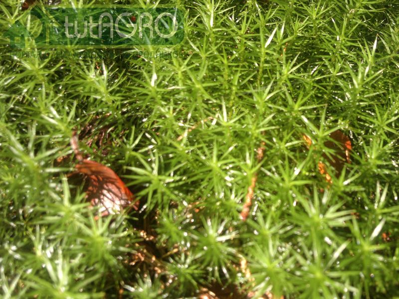 Лес - друг садовода и огородника