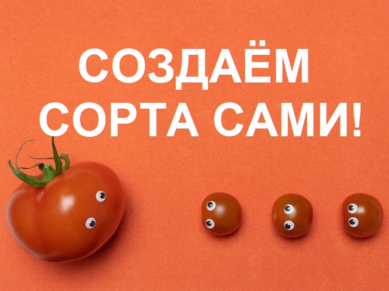 Создание СВОИХ сортов - дело не только простое, но еще и очень увлекательное! Томат - один из самых популярных овощей во всем мире. Не удивительно, что учащиеся объединения по интересам Генетика и селекция Республиканского центра экологии и краеведения увлечены селекцией томата. Доступно для всех! Создаем свои сорта томатов!