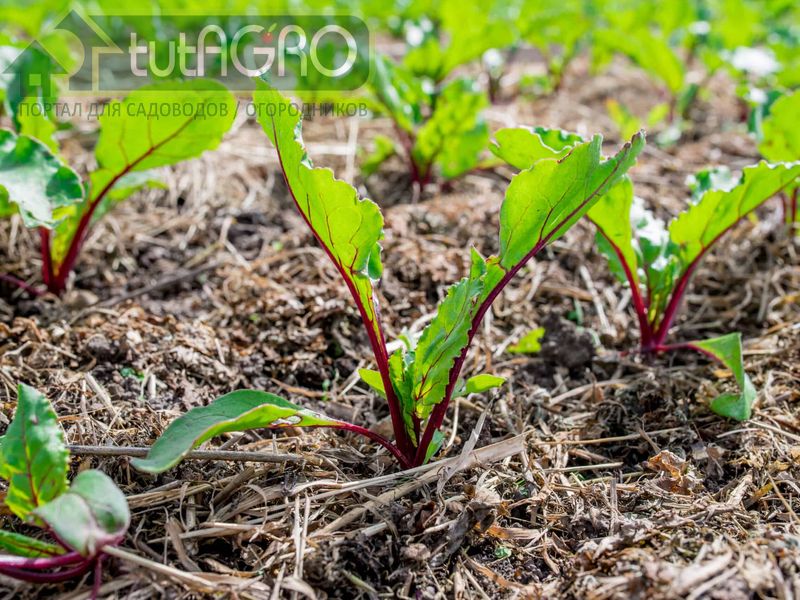 Любите борщ? Подкормите свеклу!