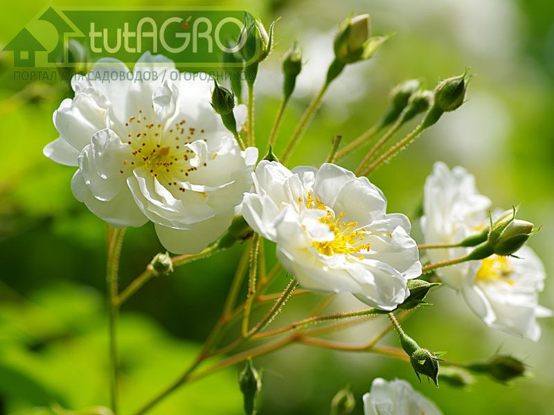 Королевы тоже болеют