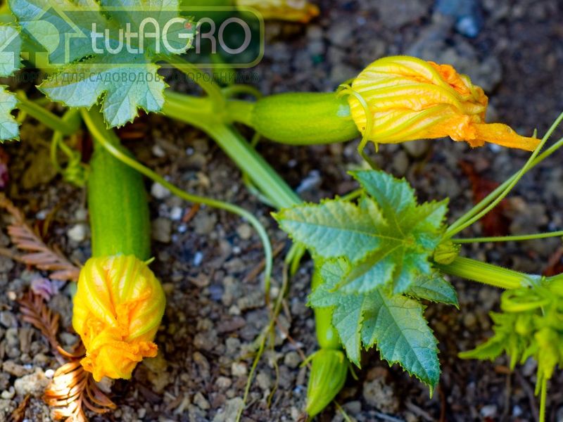 Почему гниют кабачки?